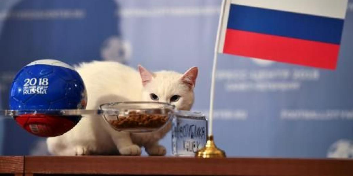 El gato Aquiles es uno de los cazadores de ratones del Museo Estatal del Hermitage,ahora es el oráculo que busca predecir el resultado del partido inaugural del Mundial.
