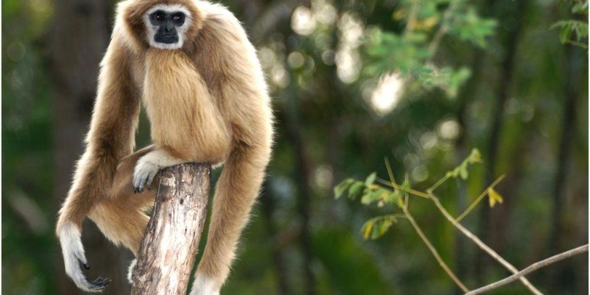 Many gibbons are threatened with extinction