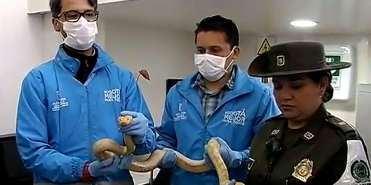 ¡Inaceptable! Encuentran 4 serpientes exóticas abandonadas en una caja