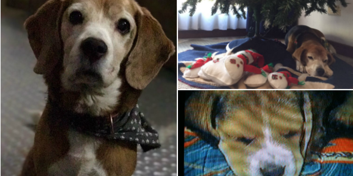 Joel es raza beagle y lleva 12 años viviendo feliz con su familia.