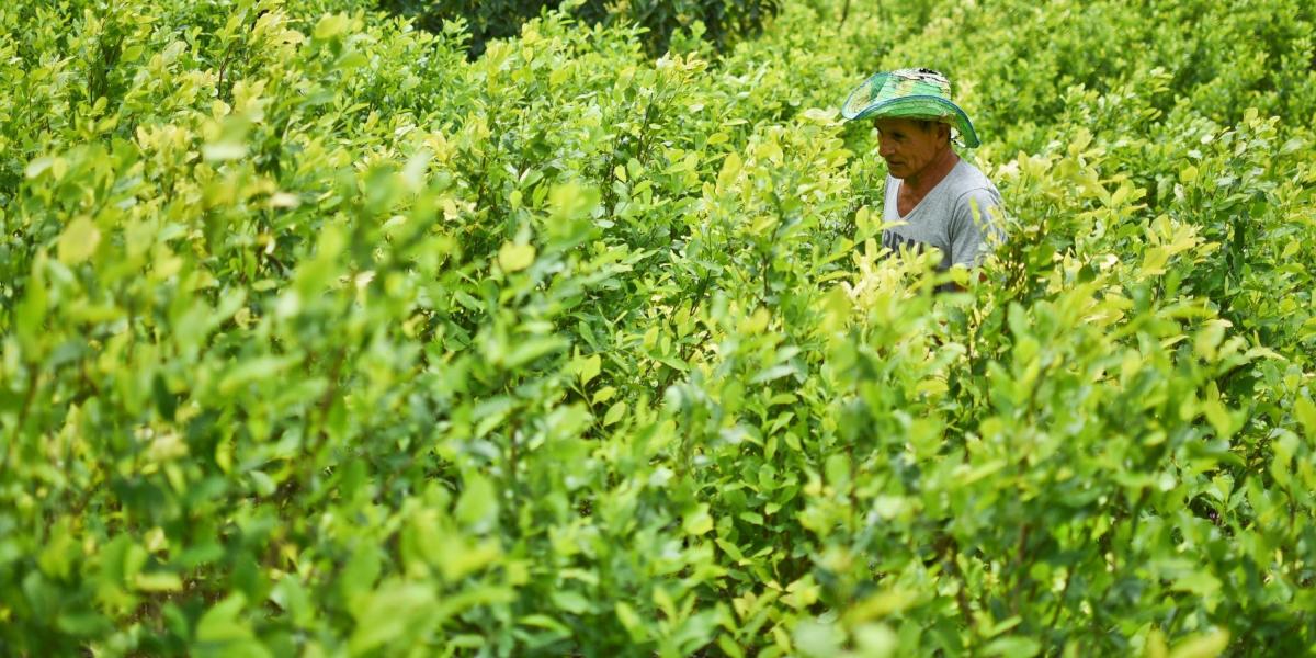 Según el gobernador de Nariño, más de 50.000 familias tendrían que salir a otras zonas para volver a sembrar cultivos ilícitos.