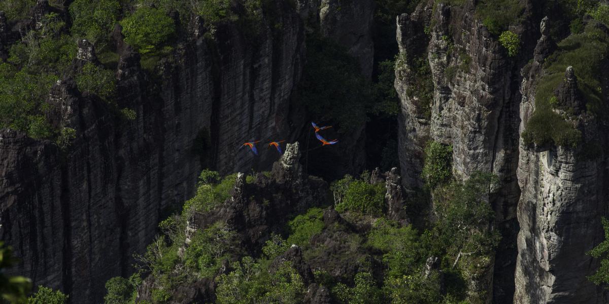 Con esta ampliación el Parque Nacional Natural Serranía de Chiribiquete se convierte en el área protegida más grande de la Amazonía, un mensaje de conservación que el Estado colombiano envía en pro de salvaguardar la riqueza natural y cultural de Colombia.