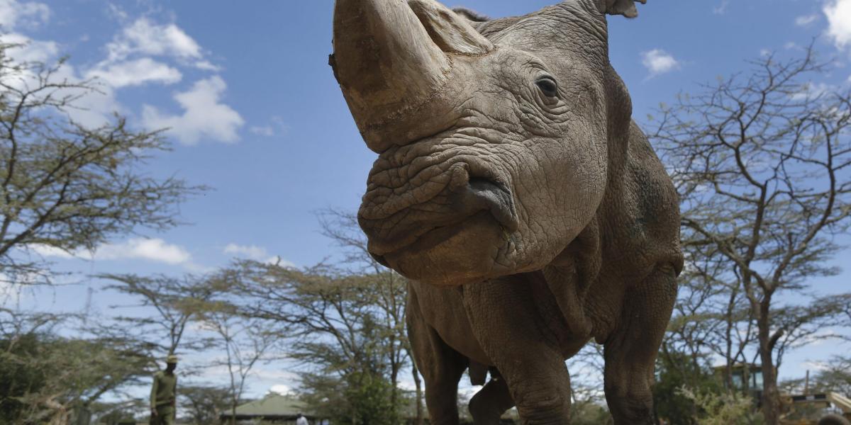 Sudán era el último rinoceronte blanco en el mundo. Falleció en marzo de este año a los 45 años.