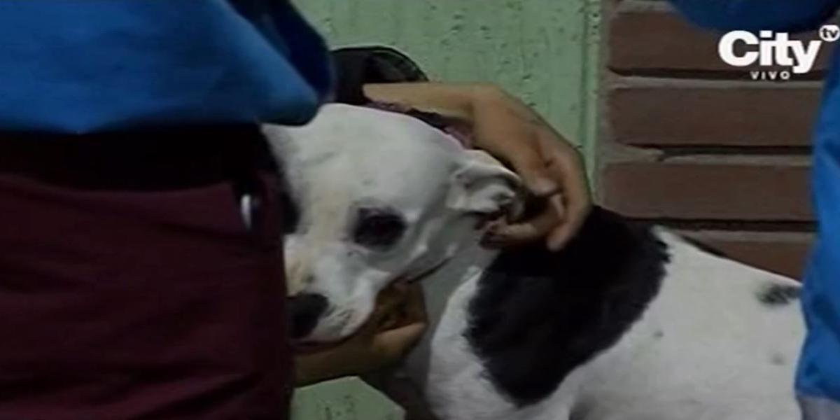 En video quedó registrada fuerte golpiza a una perrita Pitbull