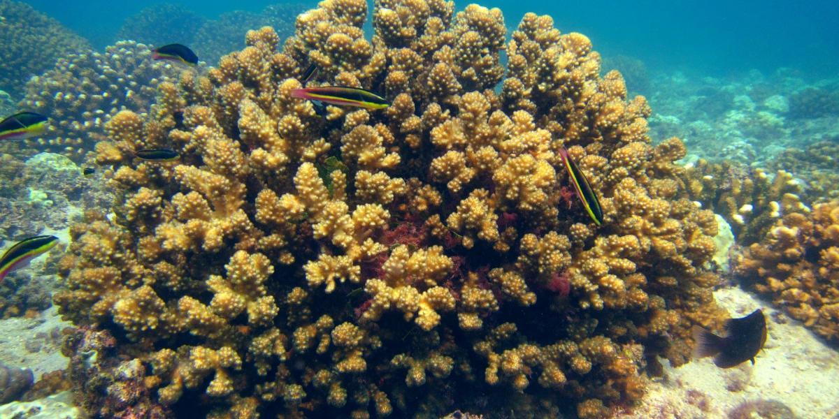 Científicos simularon 19 años de dispersión de larvas
en 5 especies de coral.