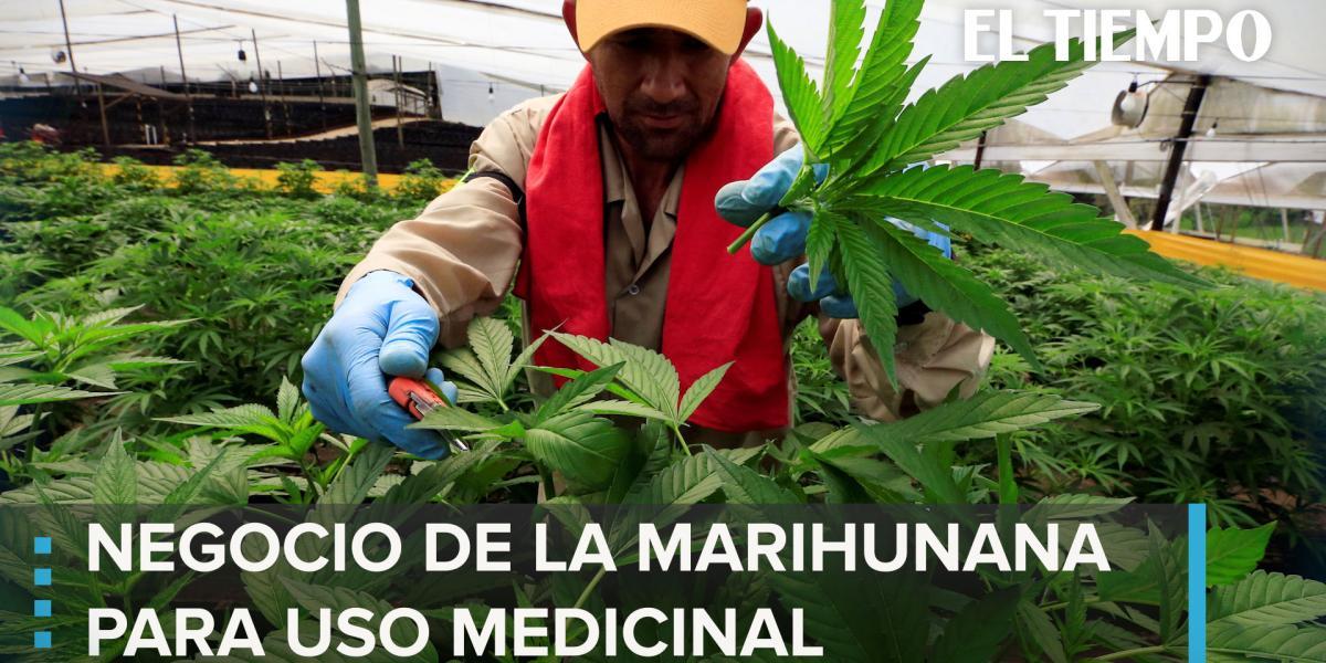 Las movidas del negocio de la marihuana medicinal en el país