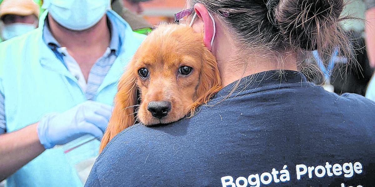 En el 2017 se dieron en adopción 212 perros y gatos que fueron rescatados por el Instituto de Protección Animal en la ciudad.