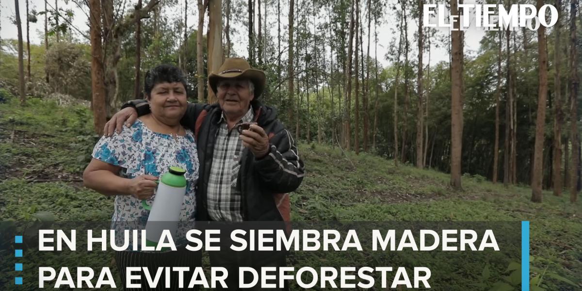 Desde el 2002, ha impulsado a los caficultores del Huila, y de otros departamentos como Santander, Tolima y Cauca, a realizar plantaciones forestales.