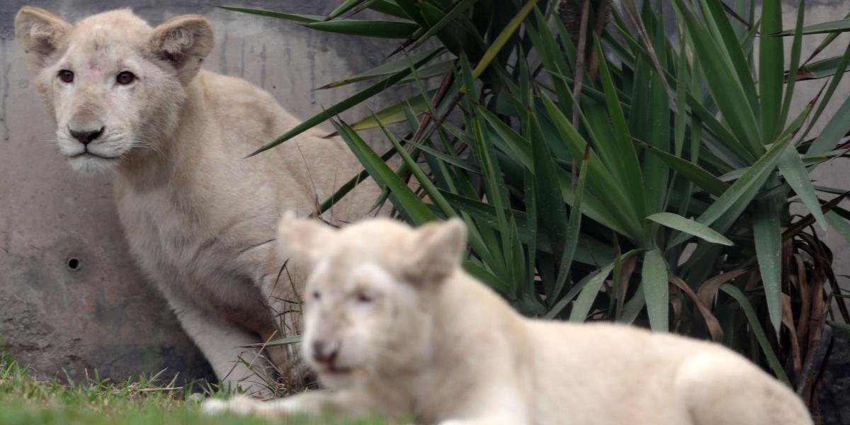 La pareja de cachorros fue presentada en el zoológico peruano el jueves.