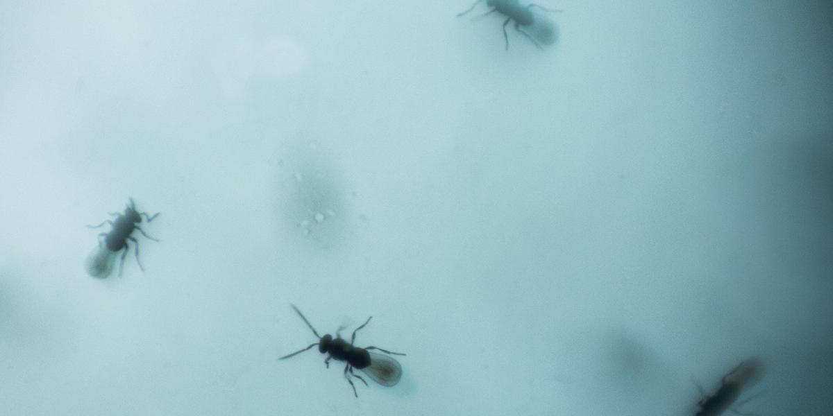 Los controladores biológicos de la mosca blanca no alteran el funcionamiento del ecosistema y, una vez exterminada la plaga, dejan de reproducirse y mueren.