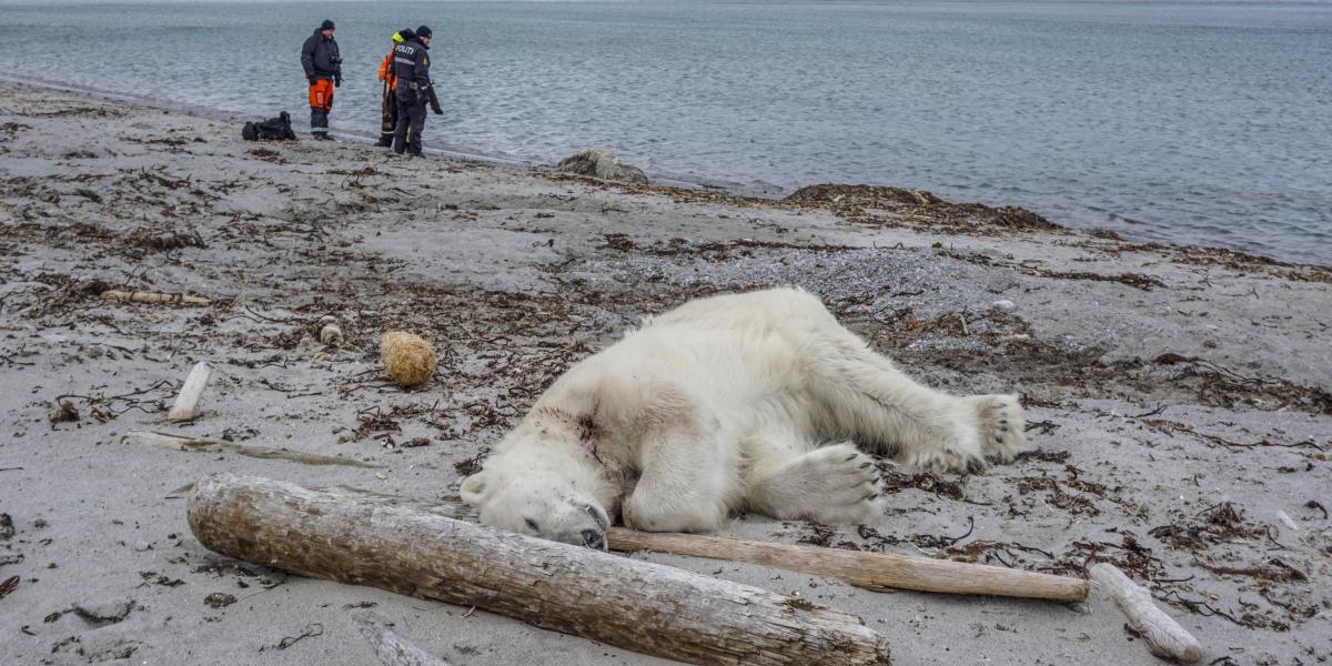 El oso polar fue asesinado a tiros en la playa de Sjuoyane en Noruega, luego de que el animal atacara a un empleado de un crucero y un grupo de turistas que se encontraban en la parte continental de Noruega y el Polo Norte.