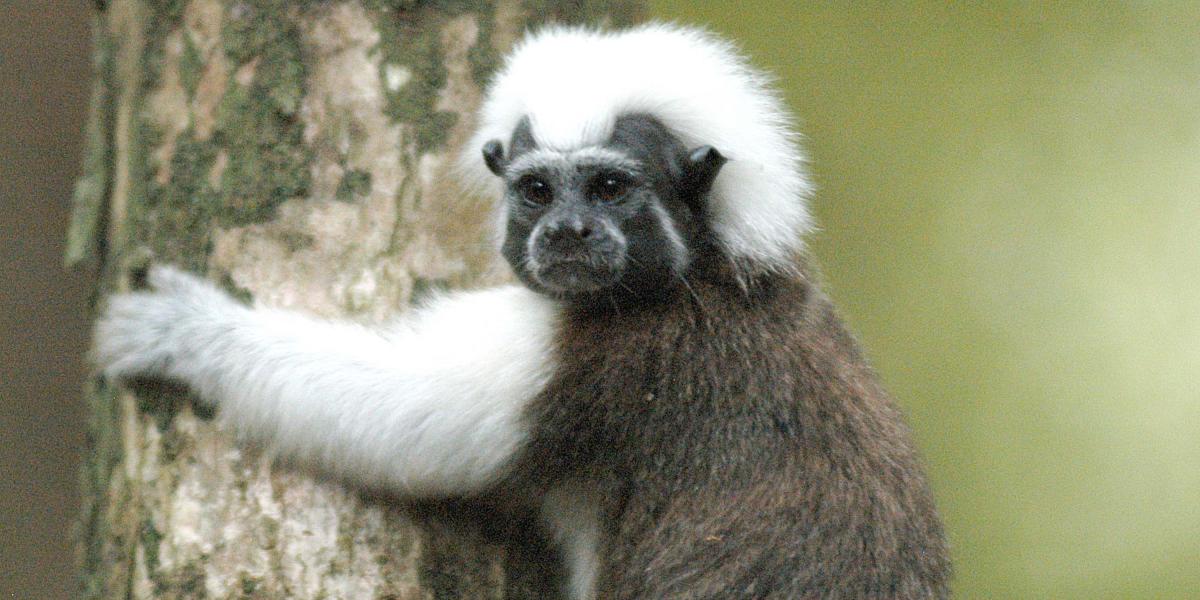 El mono titi cabeciblanca es una especie considerada endémica de los bosques tropicales del Caribe.
