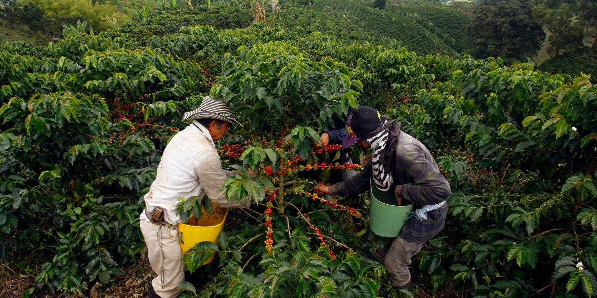 Pese a dificultades, Colombia mantuvo el ritmo de producción de café.