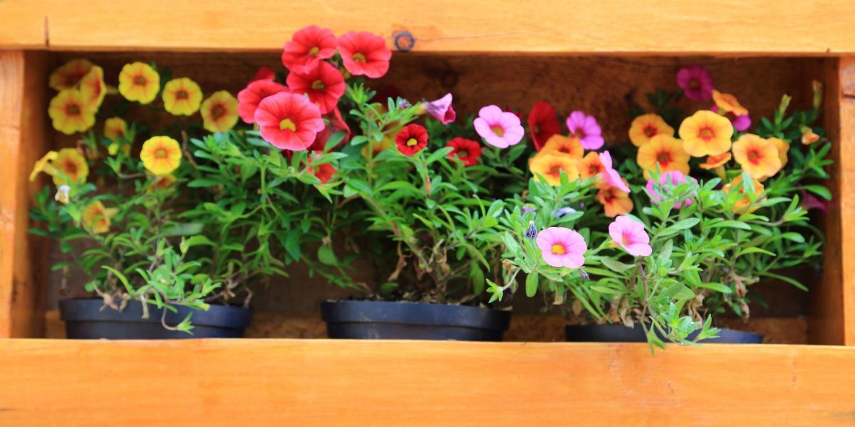 Más allá de embellecer un espacio, las flores y plantas aportan bienestar a quienes los disfrutan.