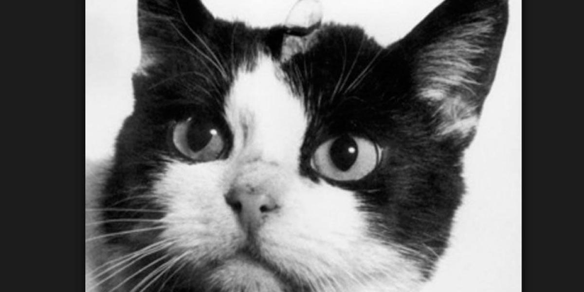 La gata Felicette ha sido el único ejemplar de su especie en ir al espacio.