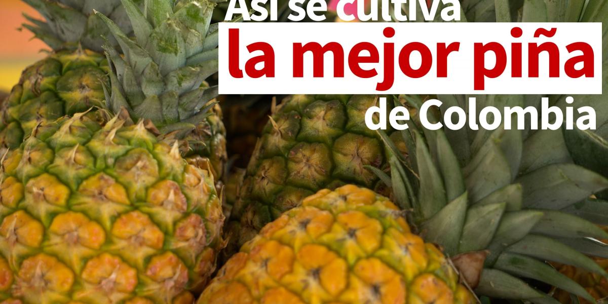 Así se cultiva la piña en el valle de Maravelez, en Quindío, Colombia