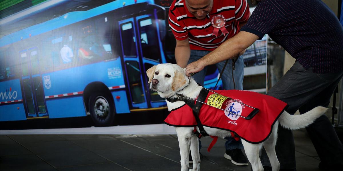 Primeros perros guías y asistenciales se integran al sistema de transporte masivo de Cali.