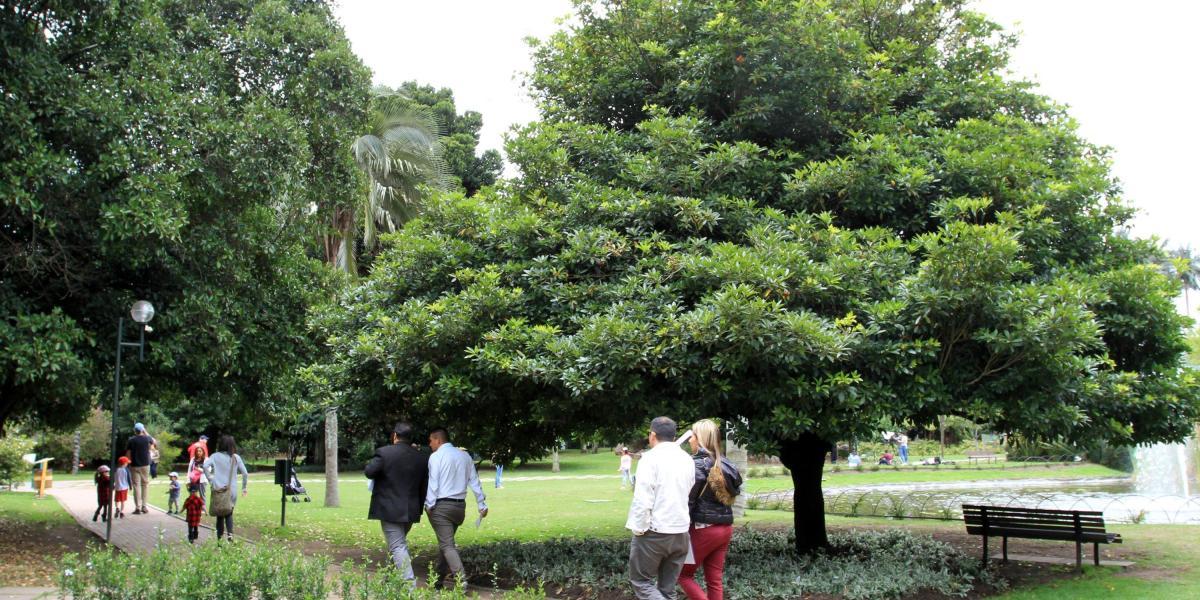 Jazmín del cabo: hay 53.128 ejemplares de ella plantados, que equivalen al 4,3 % de los árboles de la ciudad. Sus hojas forman una especie de ramillete. Su flor es de color blanco cremoso.