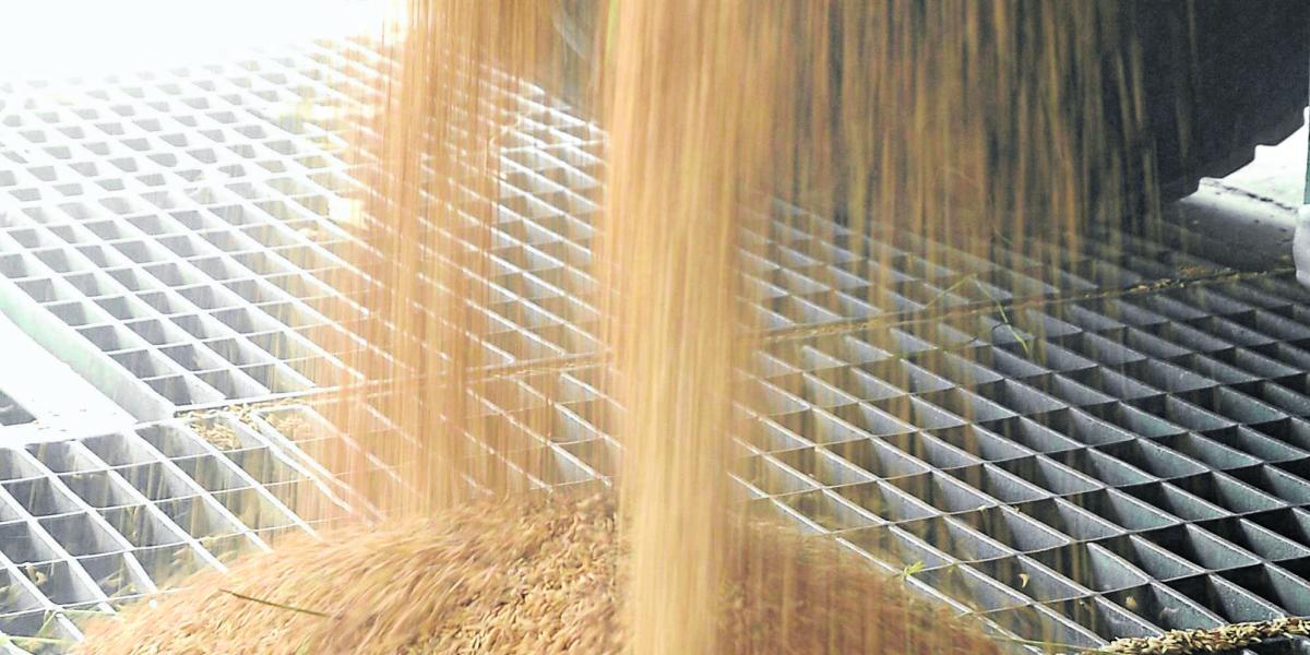 El Instituto Colombiano Agropecuario (ICA) mantenía suspendida la entrega de permisos de importación de arroz peruano.