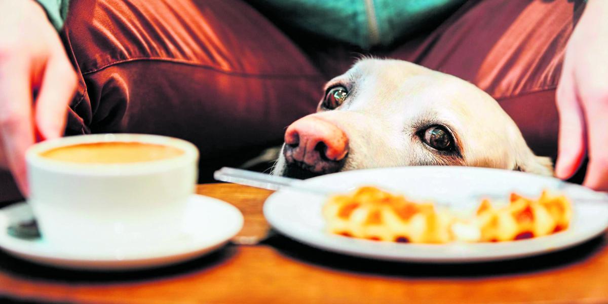 Hay restaurantes que reciben a los perros en sitios especiales para ellos.