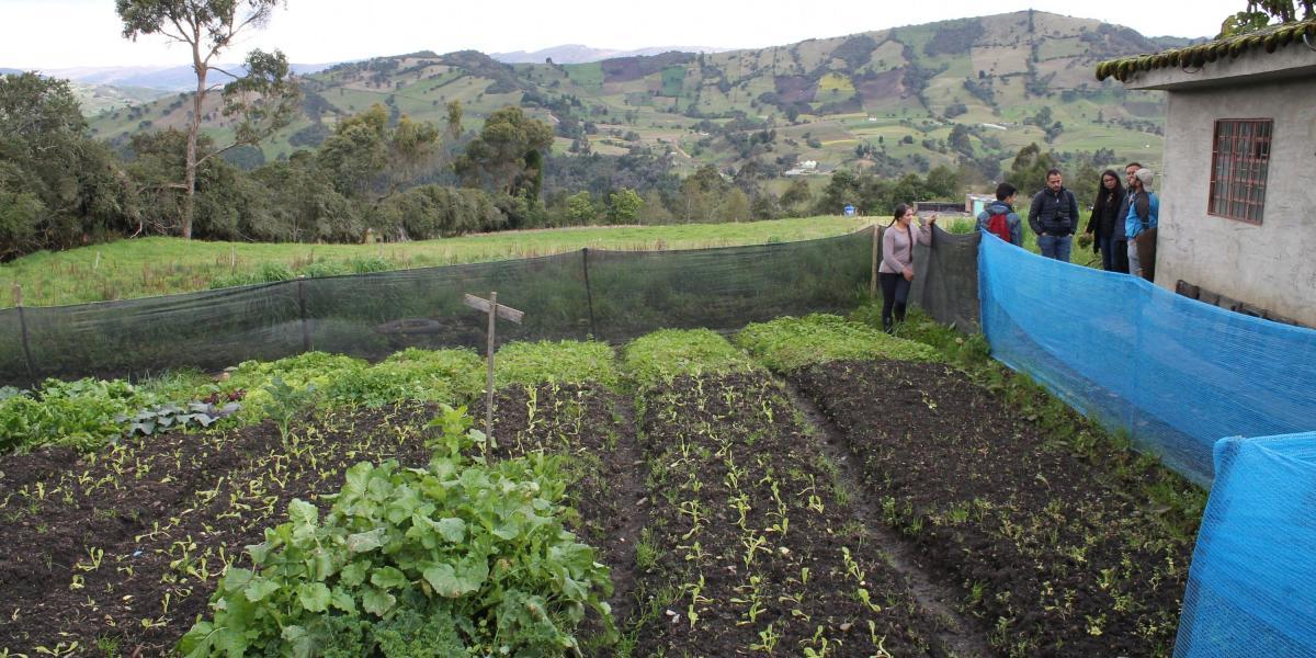 Lechuga, fresa, cebolla, lulo y repollo son algunos de los cultivos más comunes en la localidad de Usme.