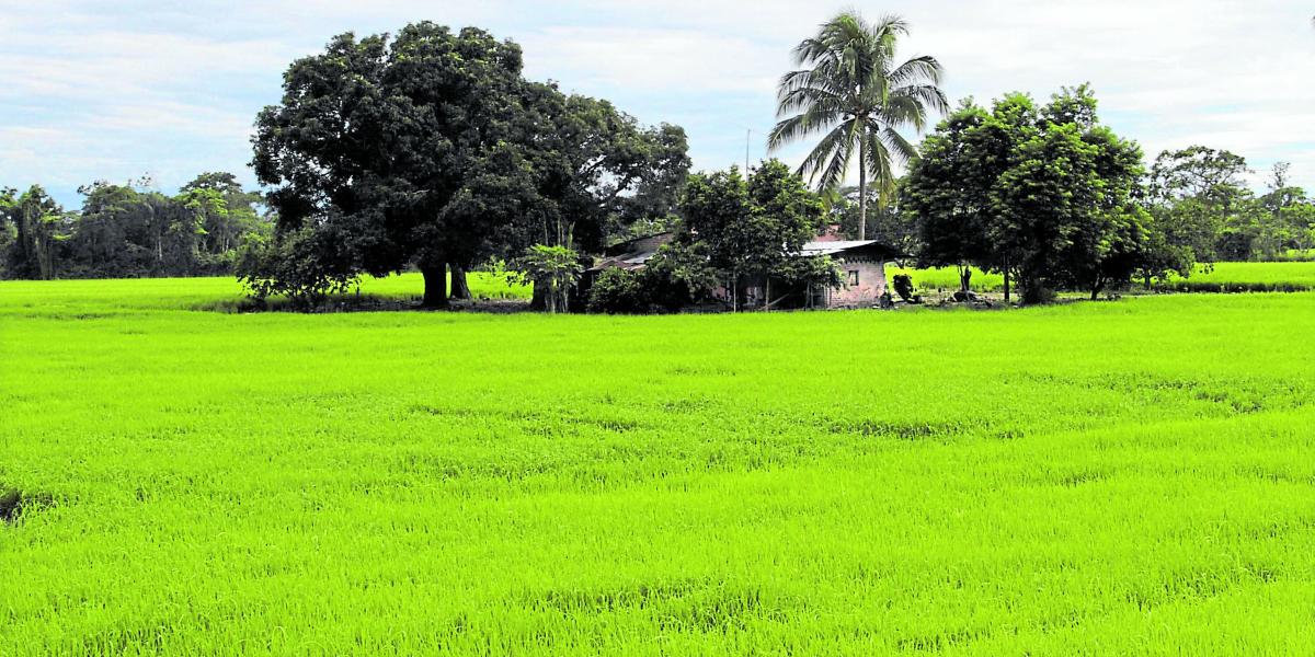 La producción de arroz en Meta y Casanare disminuyó en el primer semestre de este año.