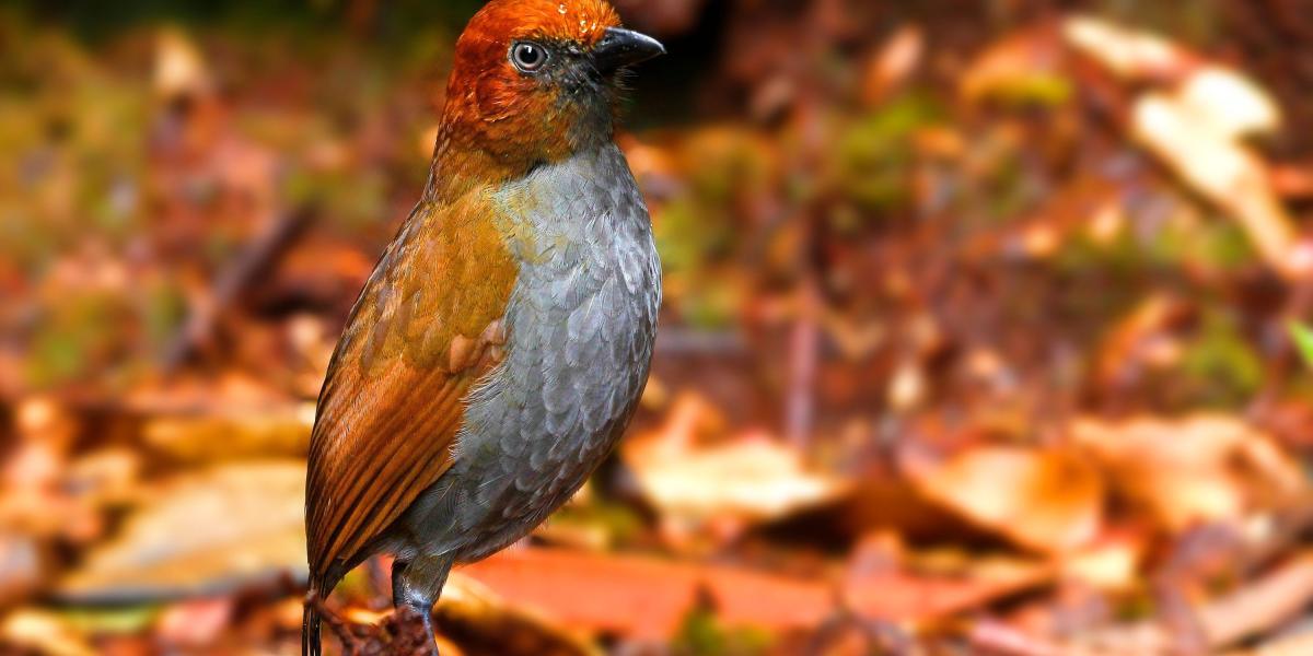 79 especies de aves son catalogadas endémicas de Colombia