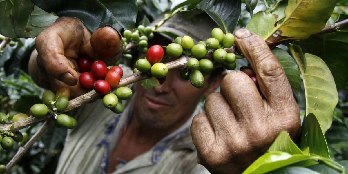 En Colombia existen 550.00 familias cafeteras y en el Quindío han renovado 27.250 hectáreas.