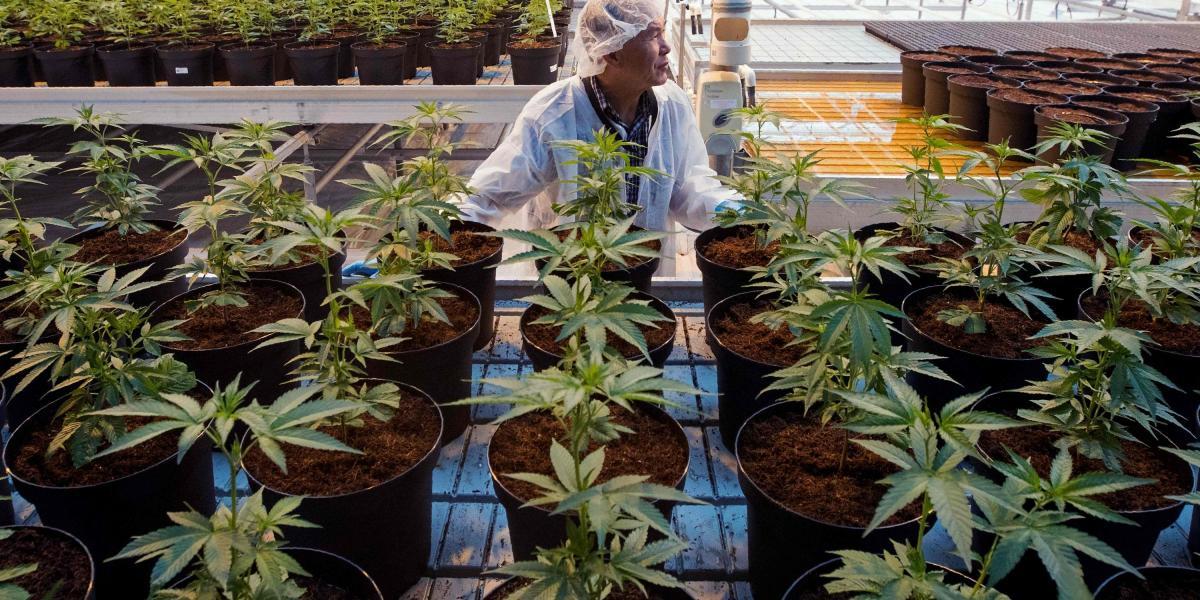 En la imagen, un horticultor trabaja en una fábrica de cannabis  de 1.8 hectáreas en Lincoln, Ontario, Canadá.