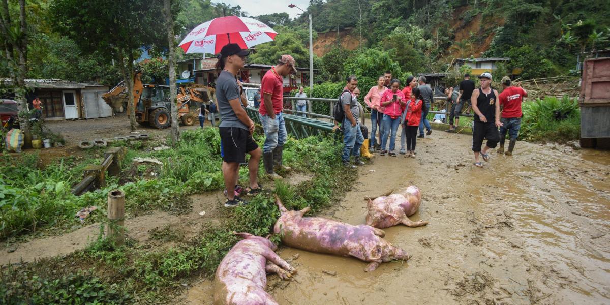 Varios animales murieron al ser arrastrados por las aguas de la quebrada Frailes en el sector de Comuneros.