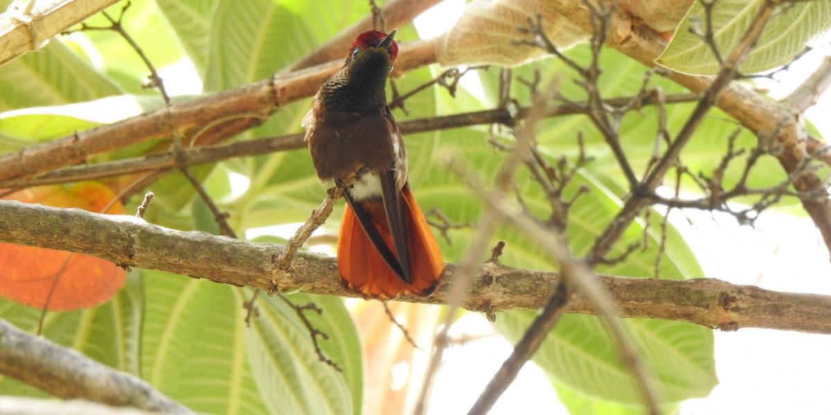 El colibrí se caracteriza por ser solitario y frecuentar flores a alturas variables, a veces en árboles grandes.