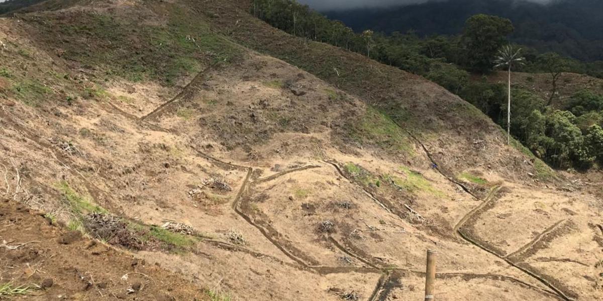 Varios ambientalistas denuncian "destrozos" en predios donde cultivarán aguacate hass en la vereda Navarco en Salento.