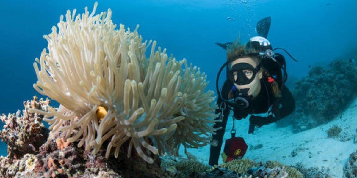 Según investigaciones, los bloqueadores solares podrían contribuir al blanqueamiento de los corales.