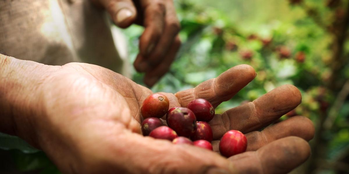 Los beneficiarios de restitución de tierras, en Risaralda, recibieron asistencia técnica y maquinaria para exportar café.