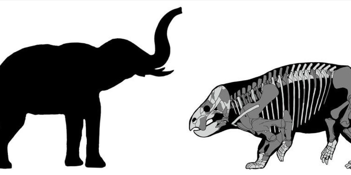 Comparación de Lisowicia bojani con un elefante reciente.