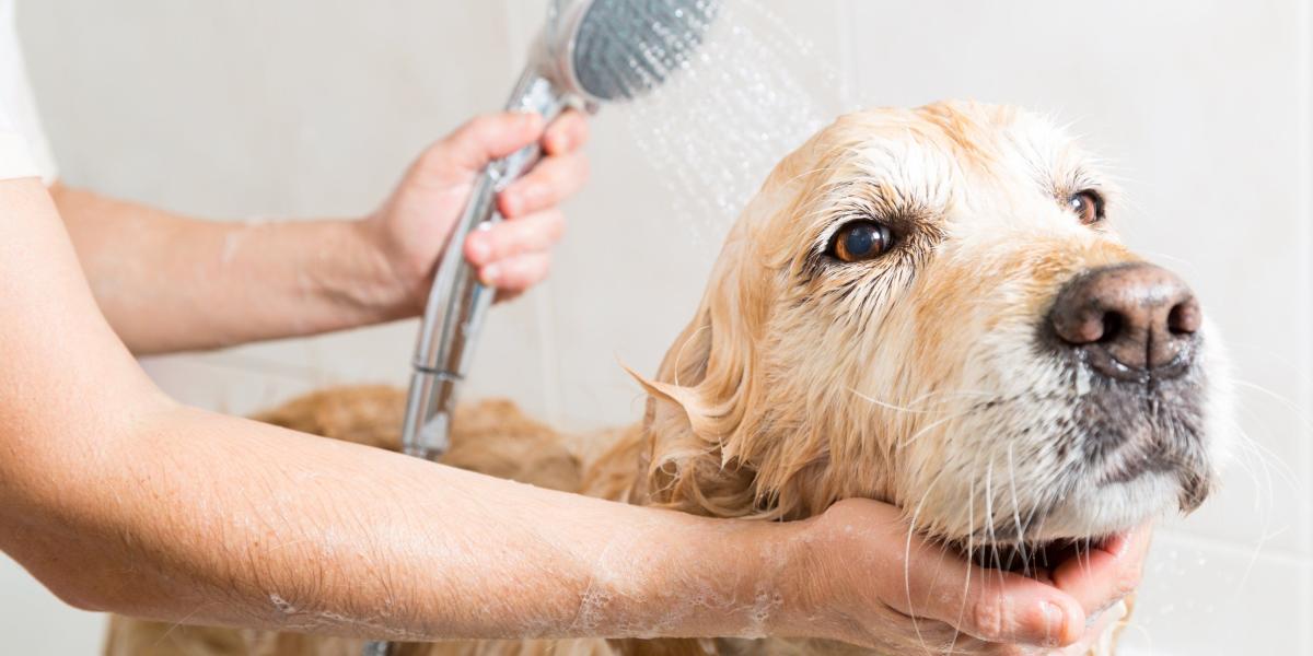 El cuidado del pelo en los perros se traduce en su buena salud.