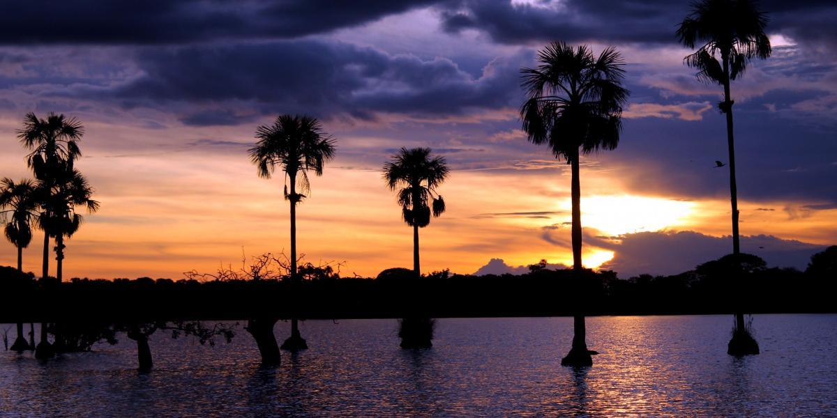 La Laguna del Tinije preserva gran parte de la diversidad de fauna y flora de Casanare, como caimanes llaneros y anguilas.