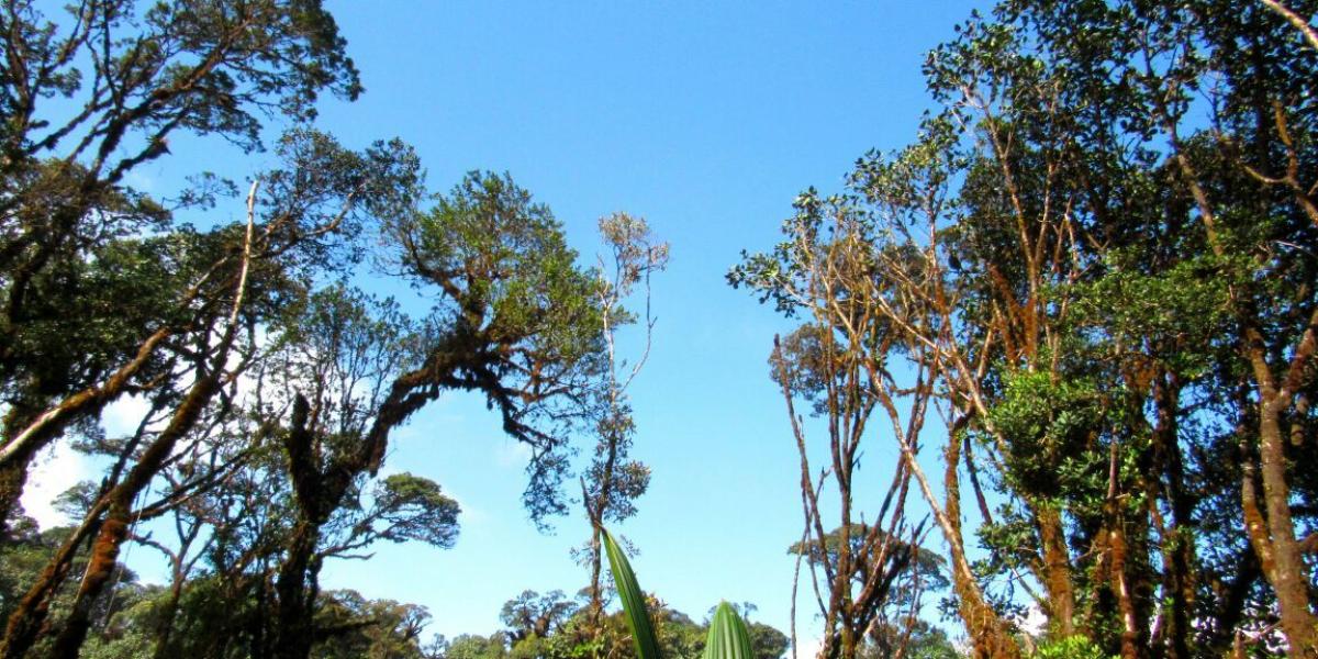Parque Natural Regional Bosque de los Guayupes está ubicado entre los municipios de Acacías y Guamal en el Meta y el 98,2 por cinto del área son bosques.