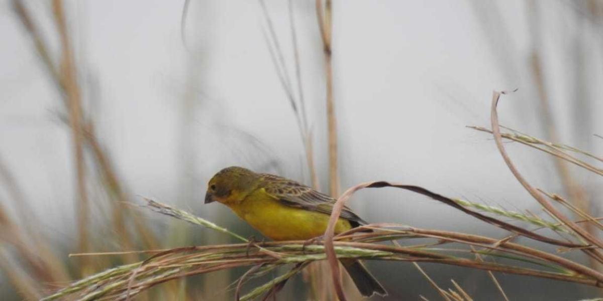 El canario sabanero fue una de las aves que avistaron los expertos en el recorrido por el Humedal Maiciana Manacal, en Puerto Gaitán (Meta).