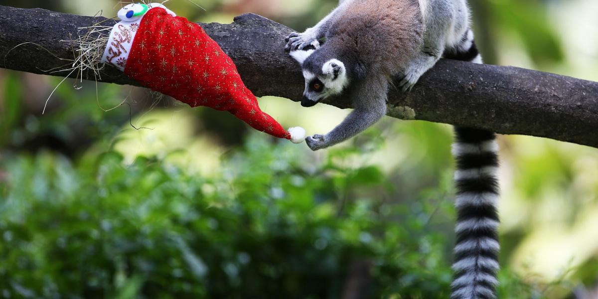Los lemures de cola anillada recibieron cacahutes y grillos.