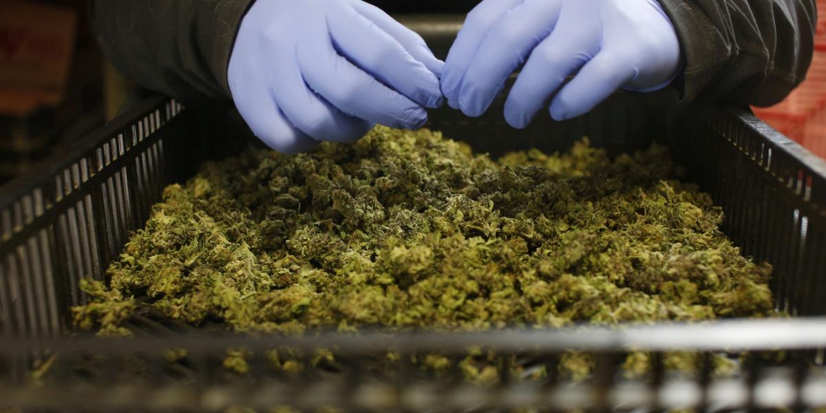 El proyecto de ley para la exportación del cannabis medicinal impone una estricta regulación a los exportadores.