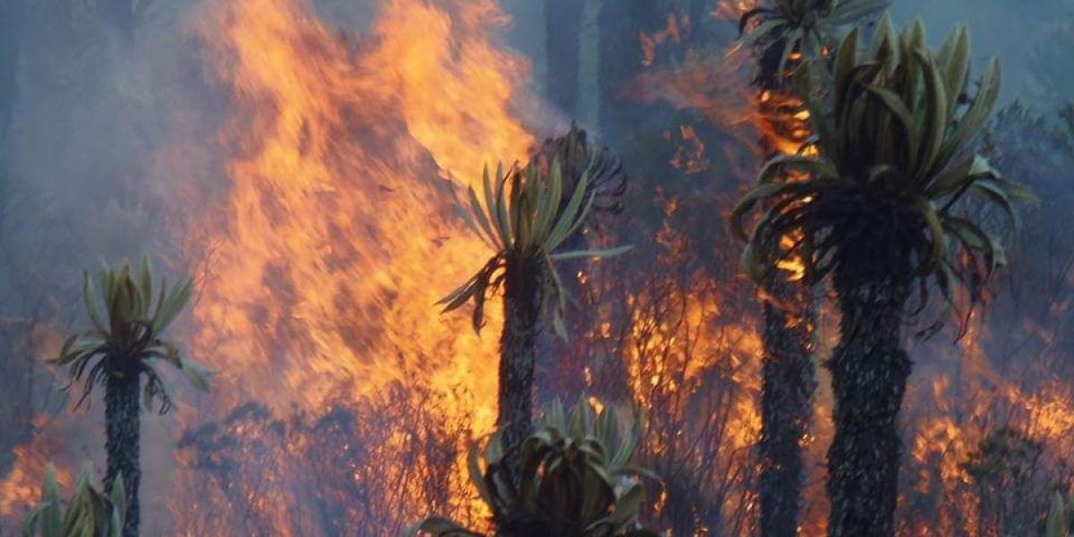 Las llamas devoraron 100 hectáreas de pastos y frailejones afectando enormemente el medio ambiente.