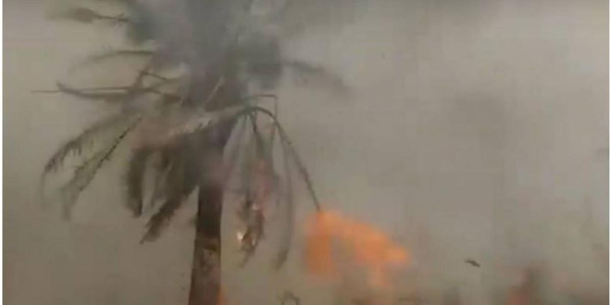 Los bomberos de Puerto Wilches atendieron la emergencia junto a los equipos de las empresas palmeras, quienes lograron controlar la emergencia luego de 24 horas.