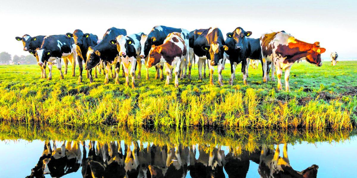 Una dieta global a base de vegetales le devolvería a la naturaleza hasta el 76 por ciento de las tierras que ocupa el ganado, asegura estudio publicado en Science.