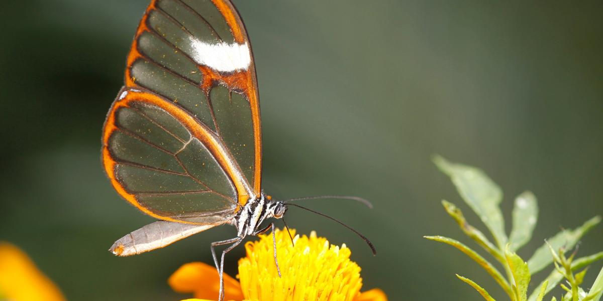 Algunas de las especies avistadas son de tipo cristal, especie característica por sus alas transparentes.