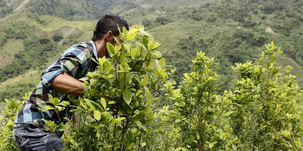 45 familias del Parque Nacional Natural Munchique se vincularon al programa de sustitución voluntaria de cultivos ilícitos.