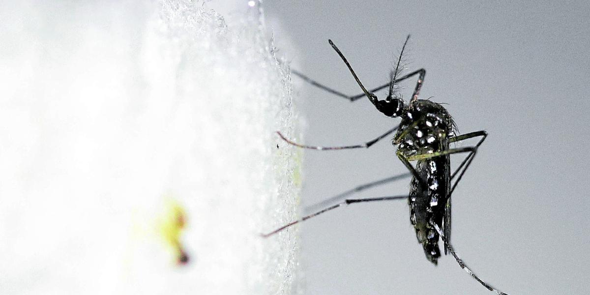 Este es el temido Aedes Aegipty.