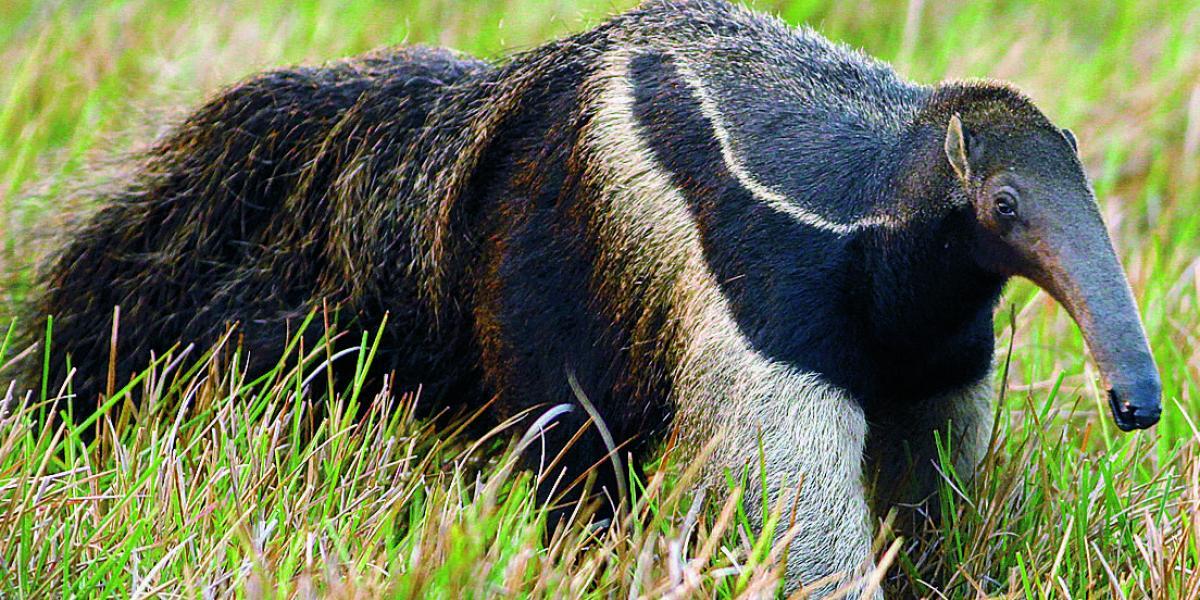 Las amenazas contra el oso hormiguero incluyen la destrucción de su hábitat y la caza.