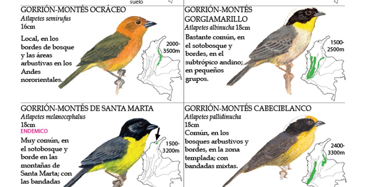 Ilustraciones de Miles MacMullan de la guía de Aves de Colombia