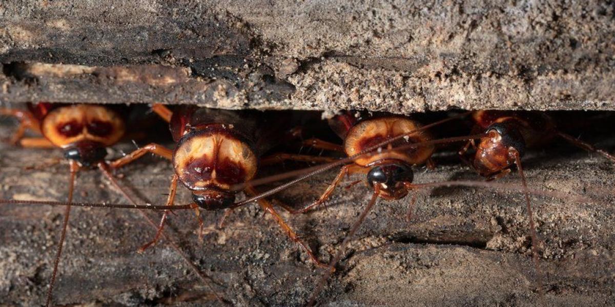 Las cucarachas y las moscas caseras pueden proliferar en los próximos años.